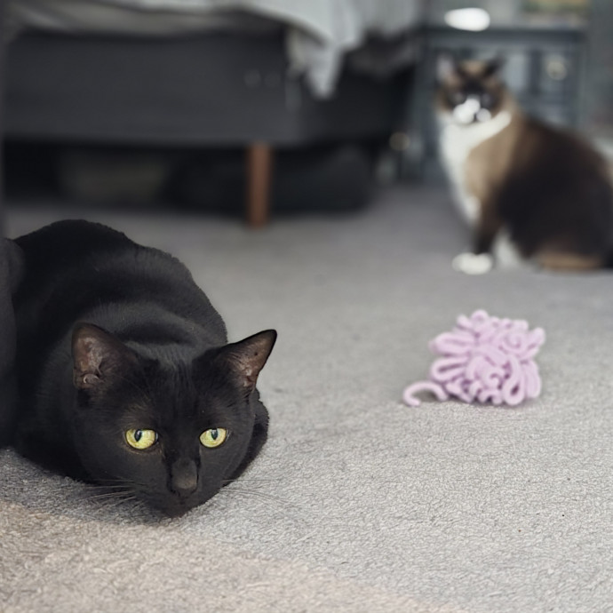 1 Cat Short Of Crazy Petsitting Service