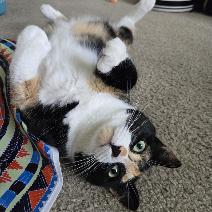1 Cat Short Of Crazy Petsitting Service