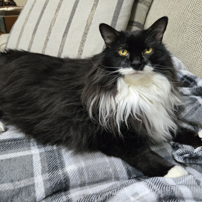 1 Cat Short Of Crazy Petsitting Service