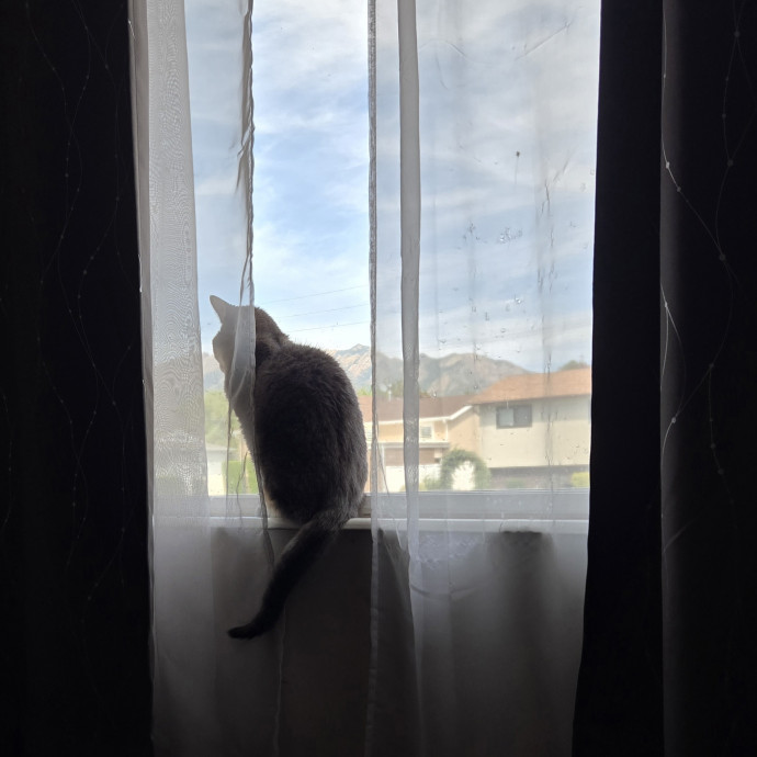 1 Cat Short Of Crazy Petsitting Service