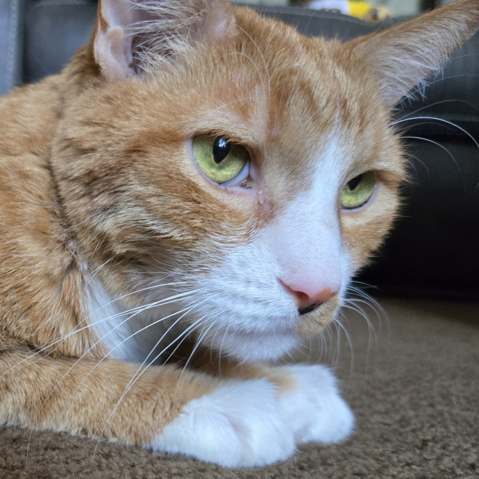1 Cat Short Of Crazy Petsitting Service