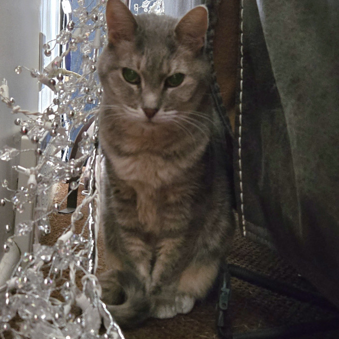1 Cat Short Of Crazy Petsitting Service photo 2