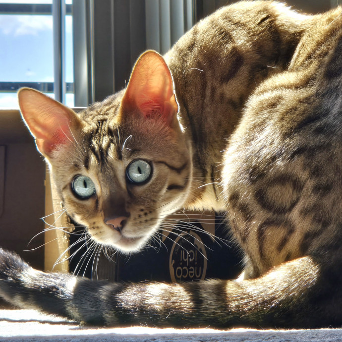 1 Cat Short Of Crazy Petsitting Service
