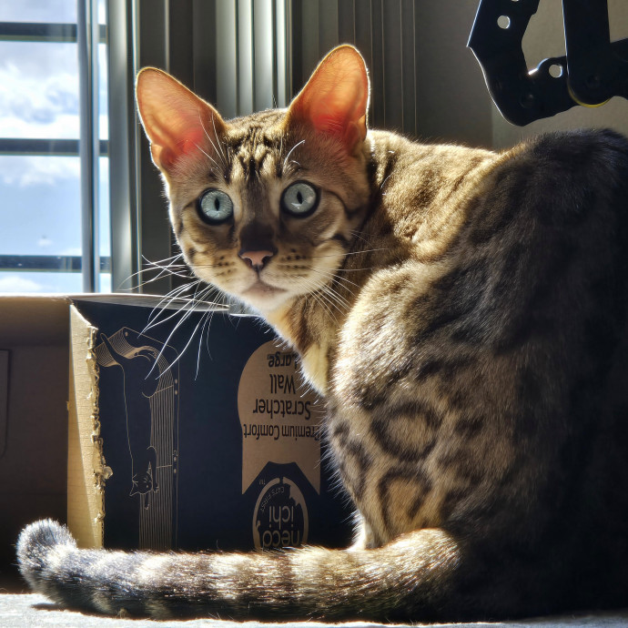 1 Cat Short Of Crazy Petsitting Service