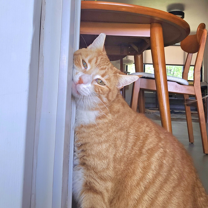1 Cat Short Of Crazy Petsitting Service