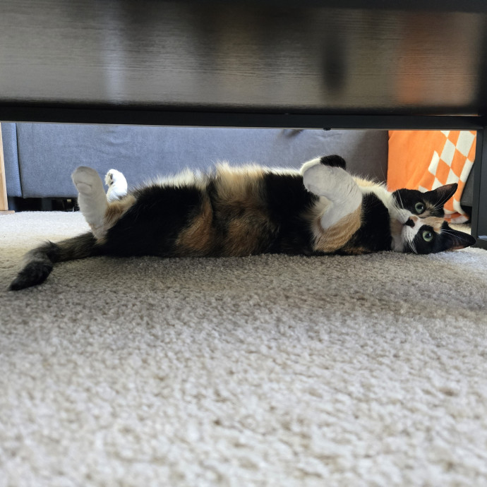 1 Cat Short Of Crazy Petsitting Service photo 3