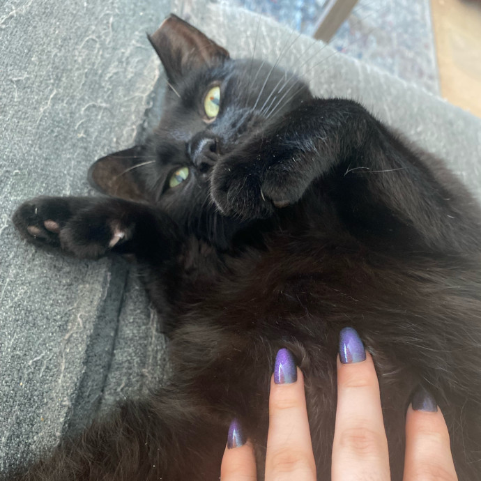 A Cat Sitter For The Worried Cat Parent