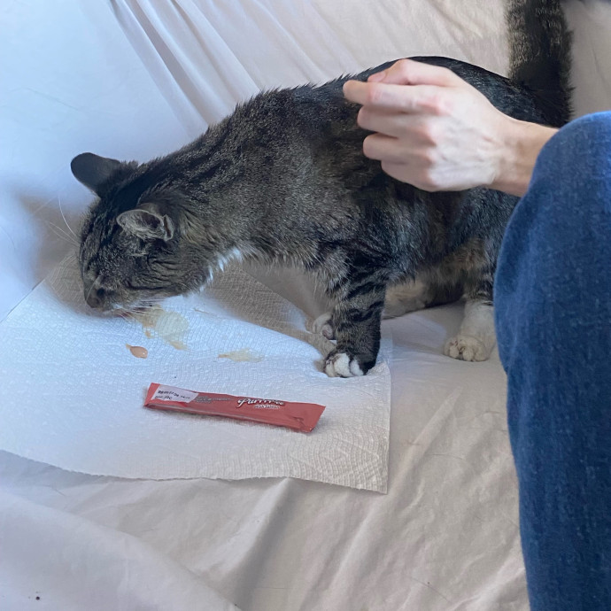 A Cat Sitter For The Worried Cat Parent
