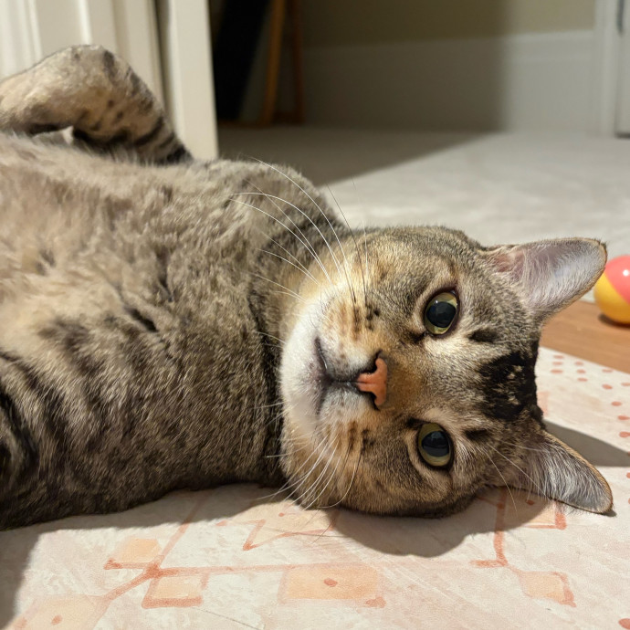A Cat Sitter For The Worried Cat Parent