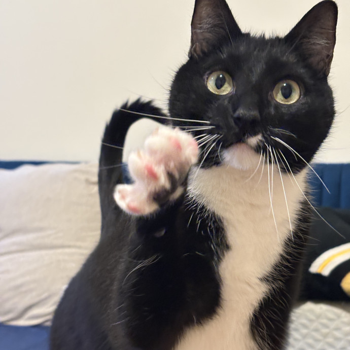 A Cat Sitter For The Worried Cat Parent