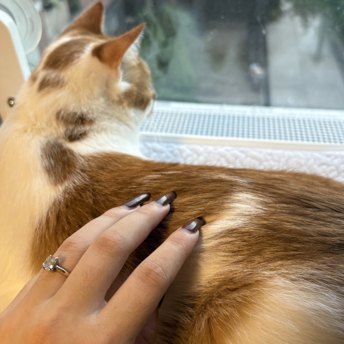 A Cat Sitter For The Worried Cat Parent