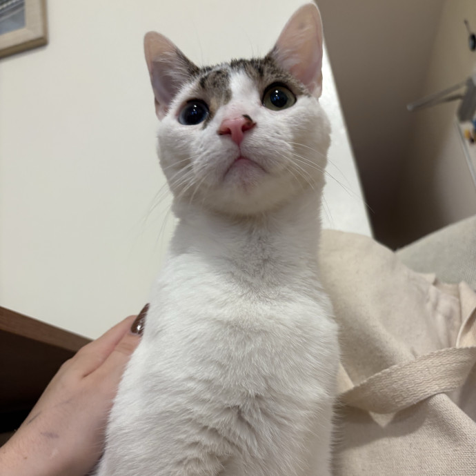 A Cat Sitter For The Worried Cat Parent