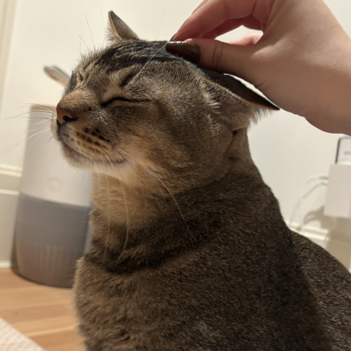 A Cat Sitter For The Worried Cat Parent