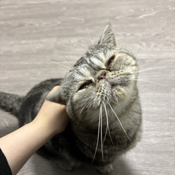 A Cat Sitter For The Worried Cat Parent