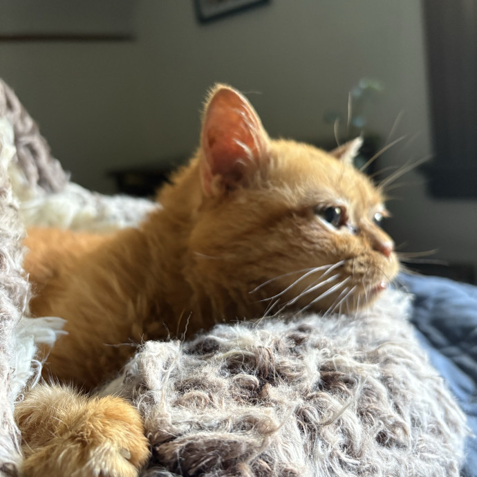 A Cat Sitter For The Worried Cat Parent