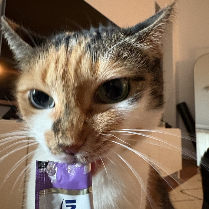 A Cat Sitter For The Worried Cat Parent