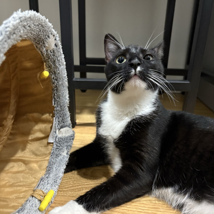 A Cat Sitter For The Worried Cat Parent