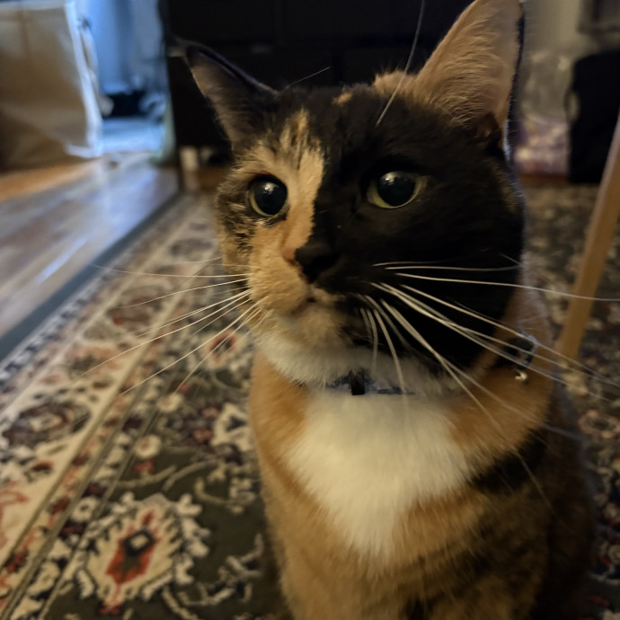 A Cat Sitter For The Worried Cat Parent