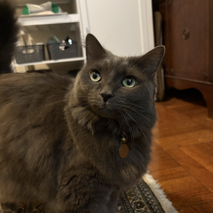A Cat Sitter For The Worried Cat Parent