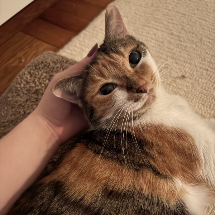 A Cat Sitter For The Worried Cat Parent