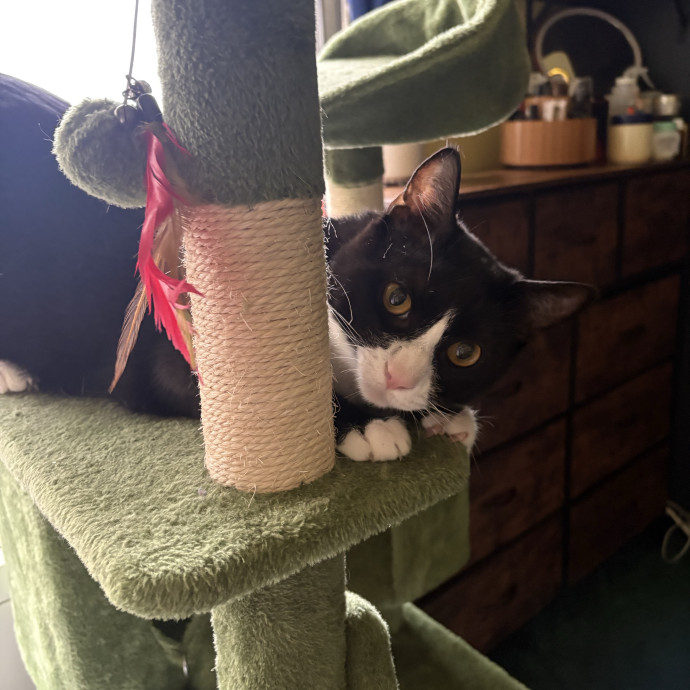 A Cat Sitter For The Worried Cat Parent