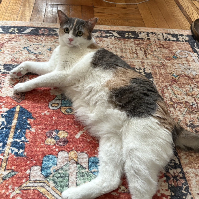 A Cat Sitter For The Worried Cat Parent