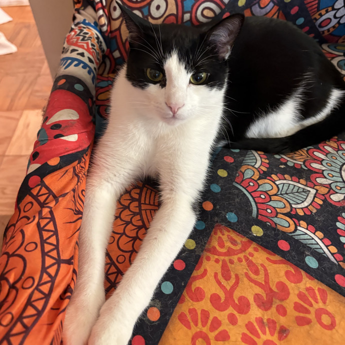 A Cat Sitter For The Worried Cat Parent