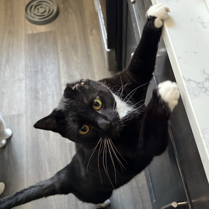 A Cat Sitter For The Worried Cat Parent photo 3