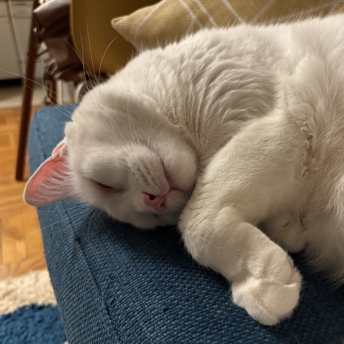 A Cat Sitter For The Worried Cat Parent photo 2