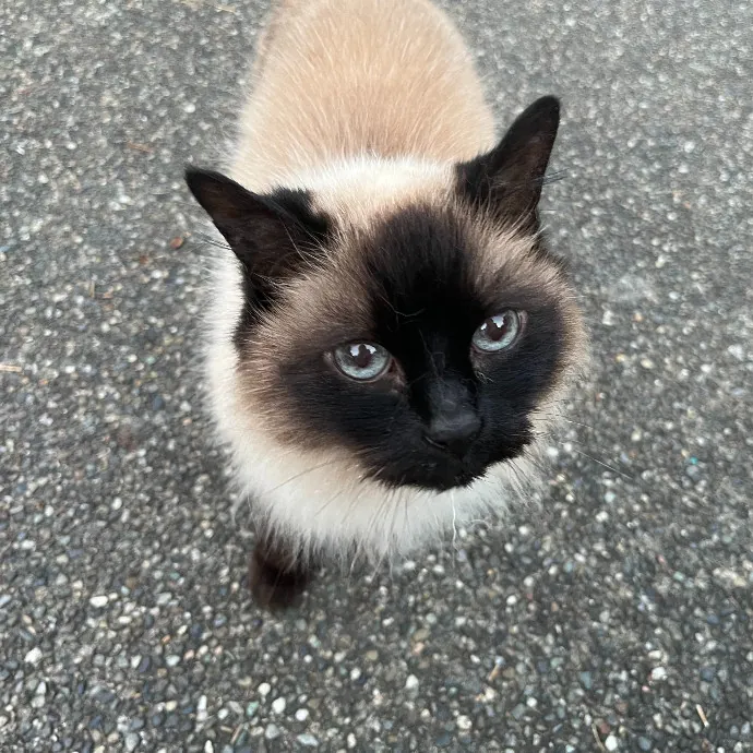 Gentle Loving Cat Lady In Nw Seattle