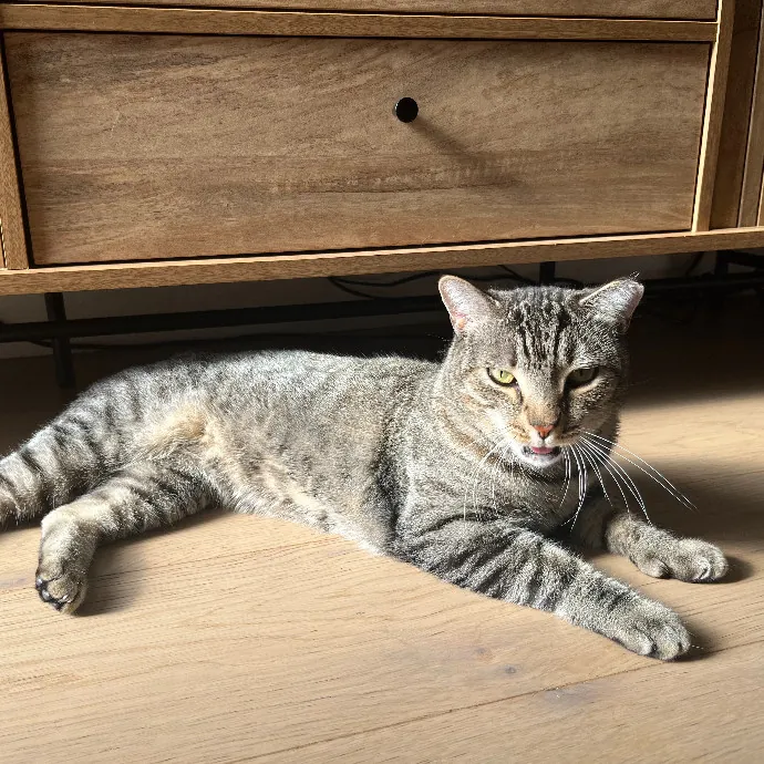 Gentle Loving Cat Lady In Nw Seattle