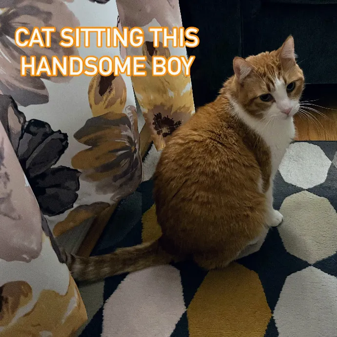 Gentle Loving Cat Lady In Nw Seattle