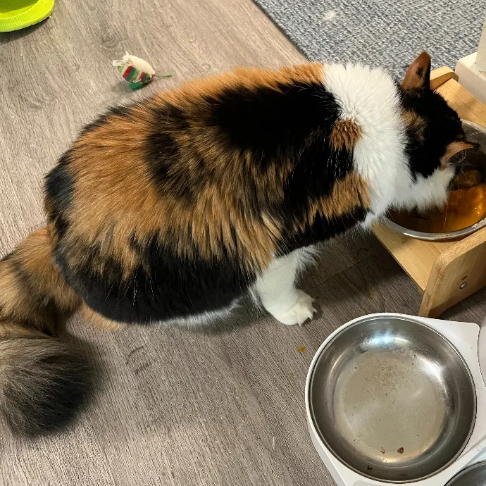 Gentle Loving Cat Lady In Nw Seattle