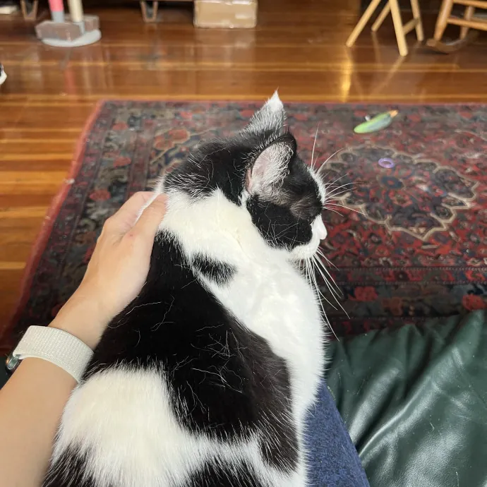 Gentle Loving Cat Lady In Nw Seattle