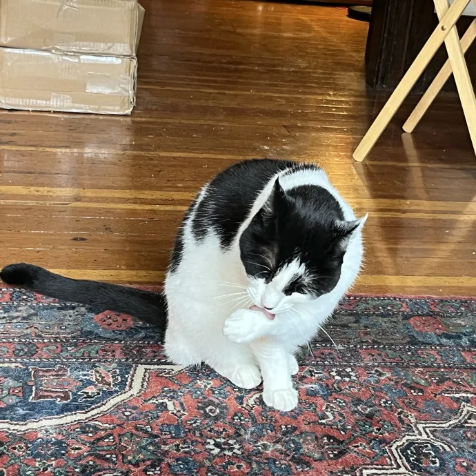 Gentle Loving Cat Lady In Nw Seattle