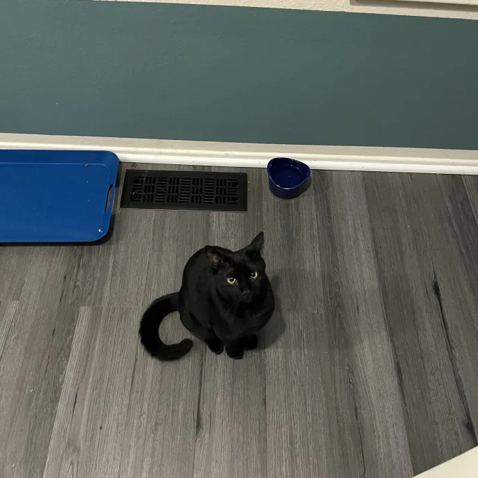 Gentle Loving Cat Lady In Nw Seattle