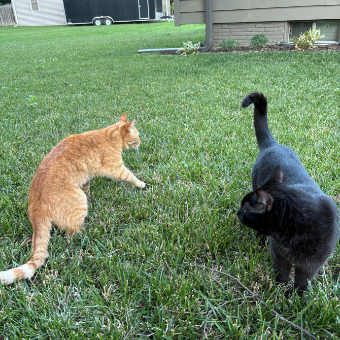 Are You In Need Of A Cat Sitter