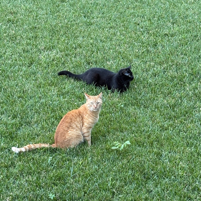Are You In Need Of A Cat Sitter