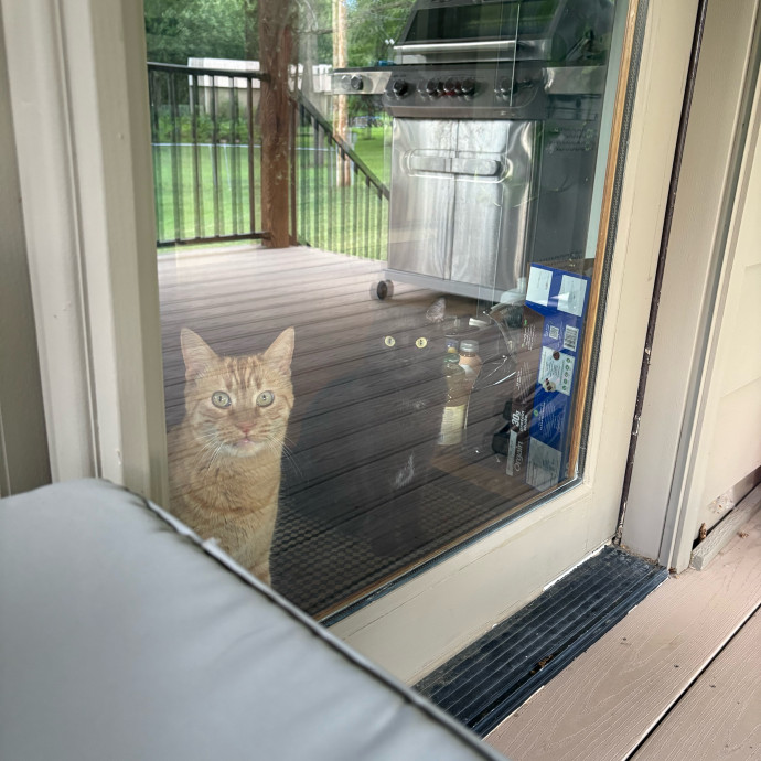 Are You In Need Of A Cat Sitter