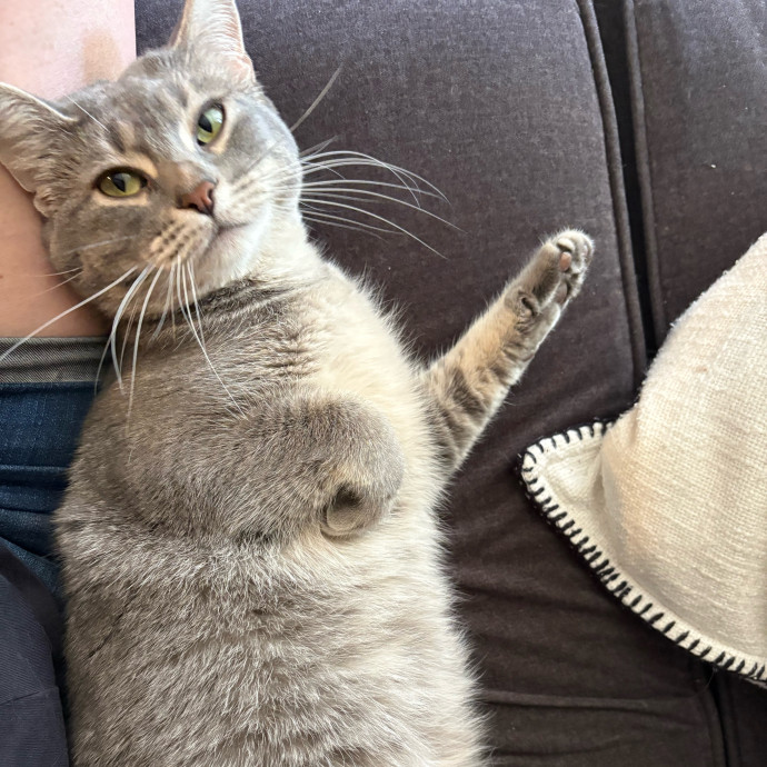 Are You In Need Of A Cat Sitter