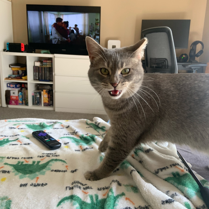 Are You In Need Of A Cat Sitter