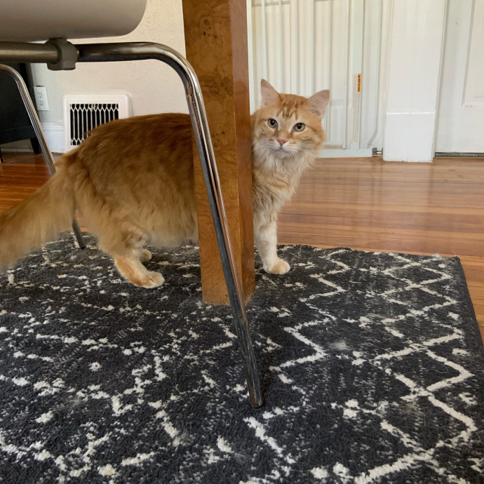 Are You In Need Of A Cat Sitter