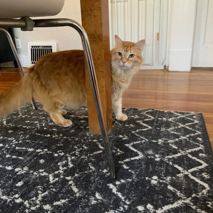 Are You In Need Of A Cat Sitter