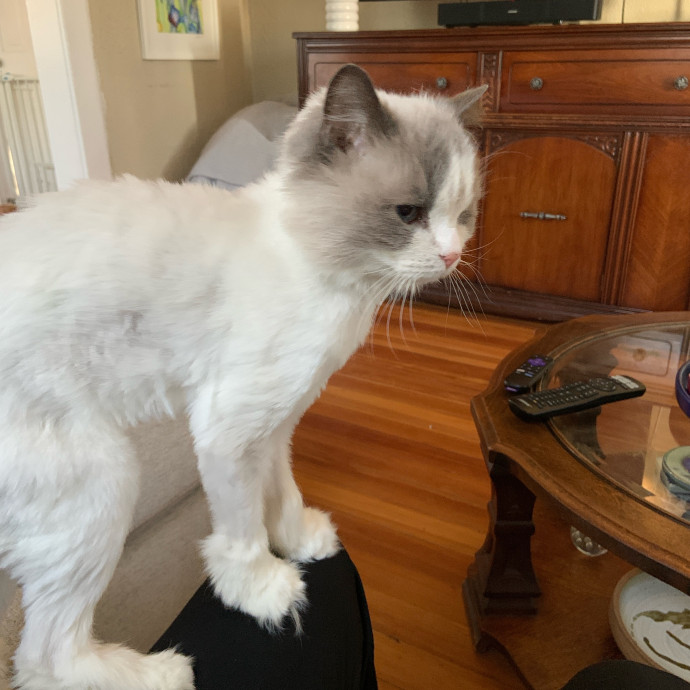 Are You In Need Of A Cat Sitter