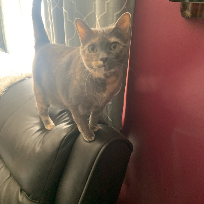 Are You In Need Of A Cat Sitter