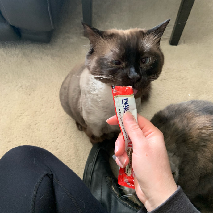 Are You In Need Of A Cat Sitter