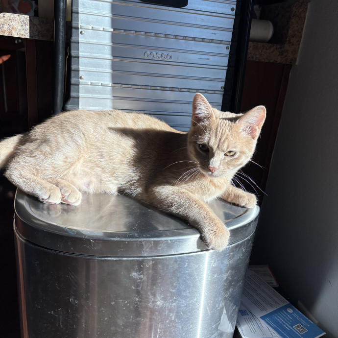 Are You In Need Of A Cat Sitter photo 3