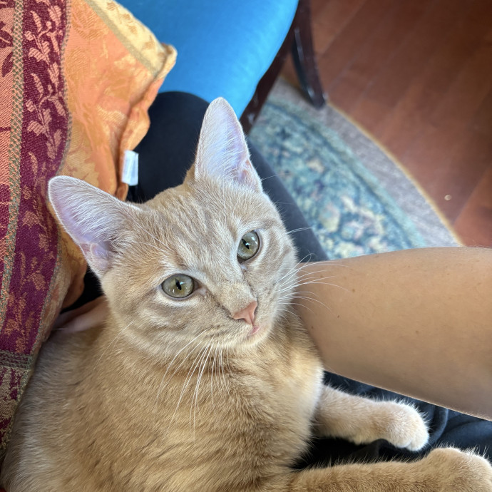 Are You In Need Of A Cat Sitter photo 2