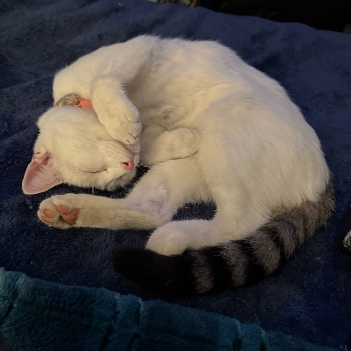 Cozy Cat Care