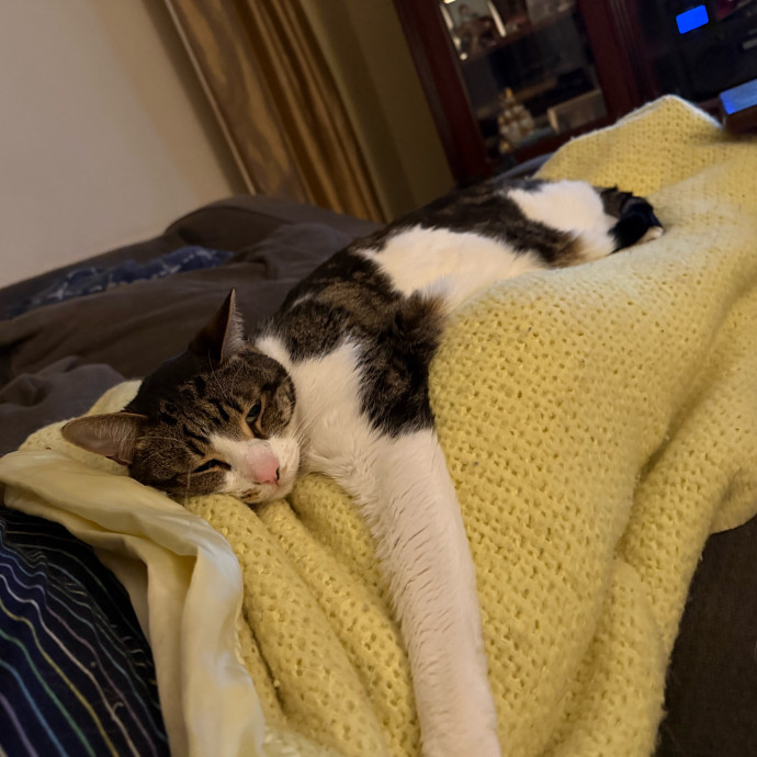 Cozy Cat Care